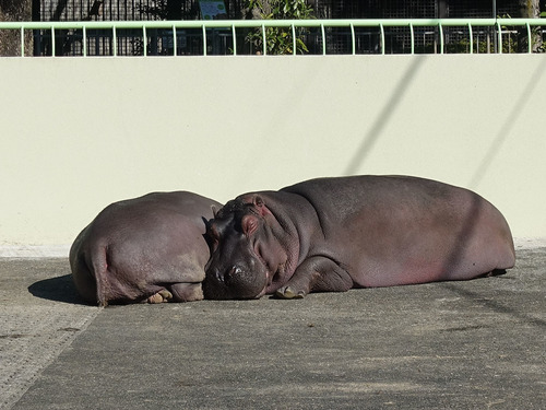 20181216 kumamotozoo 10.jpg