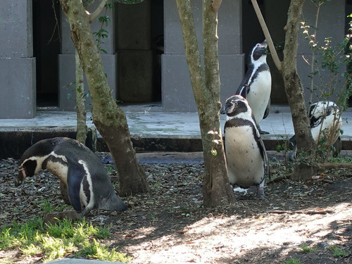 20181216 kumamotozoo 27.jpg