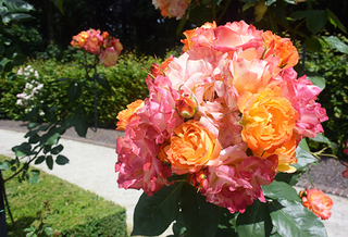 20150701 rose3.jpg