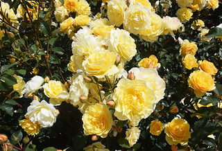 20150701 rose5.jpg