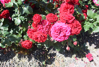 20150701 rose6.jpg