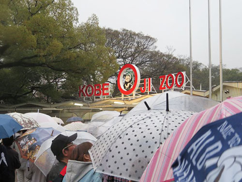 神戸 王子動物園の雨の夜桜通り抜け 日々の出来事 Kayoko S Diary