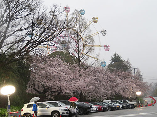 神戸 王子動物園の雨の夜桜通り抜け 日々の出来事 Kayoko S Diary