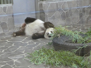 20170825 zoo12.jpg