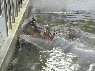 20170825 zoo6.jpg