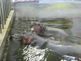20170825 zoo7.jpg