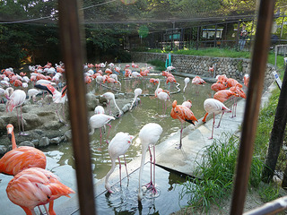 20170825 zoo9.jpg