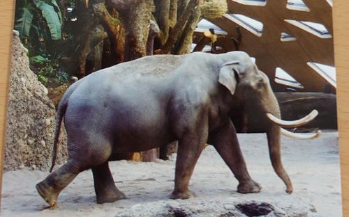 20180122 1 elefant 12.jpg