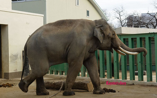 20180122 1 elefant 14.jpg