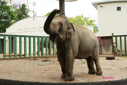 20180424 zoo11.jpg
