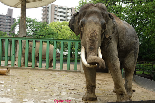 20180424 zoo16.jpg