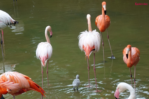 20180424 zoo4.jpg