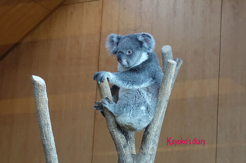 20180424 zoo5.jpg