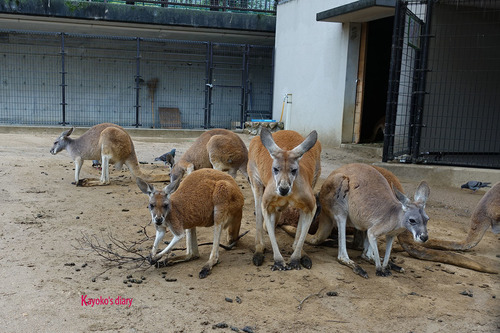 20180424 zoo7.jpg