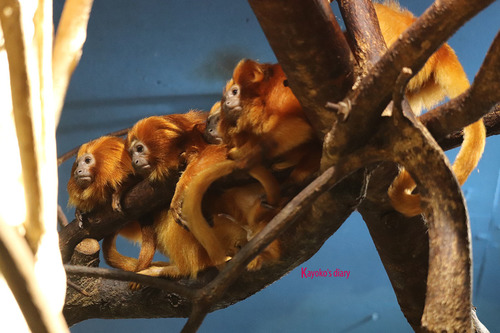 20180522 glden lion tamarin.jpg