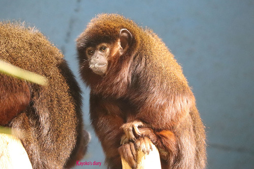20180522 glden lion tamarin 2.jpg