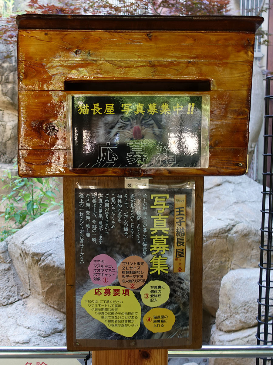 王子動物園の 猫長屋 写真募集中 応募した写真って 日々の出来事 Kayoko S Diary