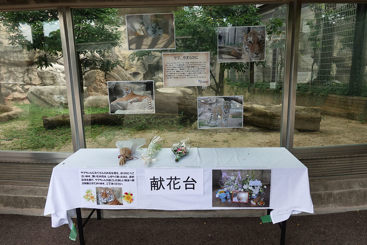 アムールトラのヤマちゃんの献花台 神戸王子動物園 日々の出来事 Kayoko S Diary