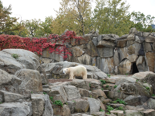 20181020 berlin zoo 1-15.jpg