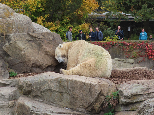 20181020 berlin zoo 1-16.jpg