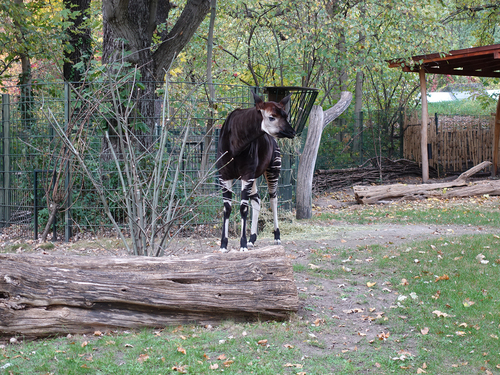 20181020 berlin zoo 1-17.jpg
