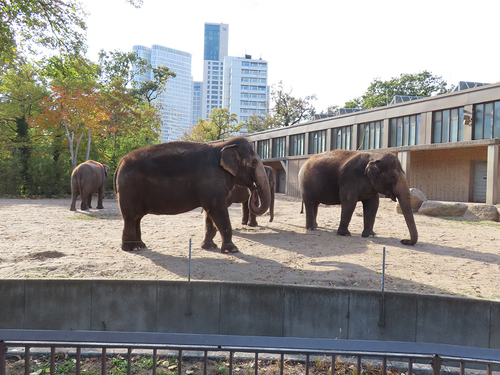 20181020 berlin zoo 1-4.jpg