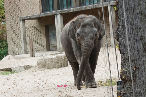 20181020 berlin zoo elphant 1-10.jpg