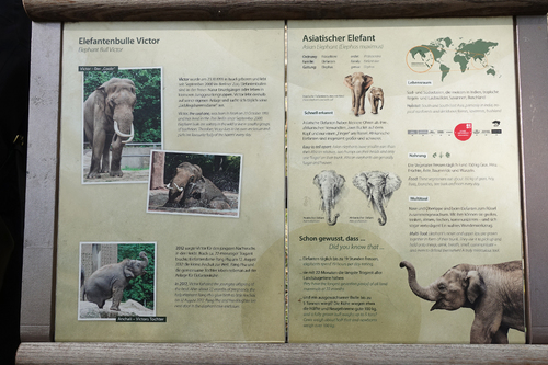 20181020 berlin zoo elphant 1-11.jpg
