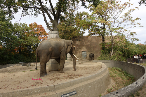 20181020 berlin zoo elphant 1-12.jpg