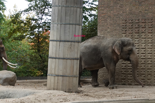 20181020 berlin zoo elphant 1-14.jpg