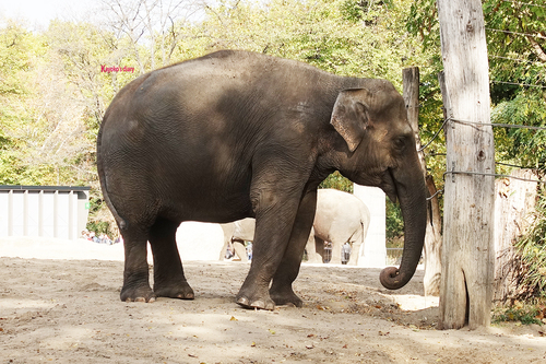 20181020 berlin zoo elphant 1-16.jpg