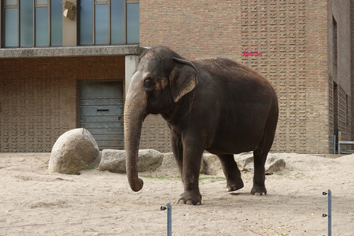 20181020 berlin zoo elphant 1-5.jpg