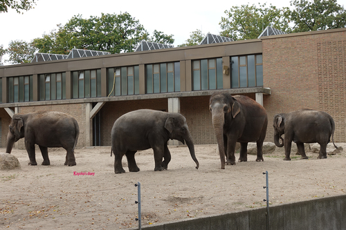 20181020 berlin zoo elphant 1-7.jpg
