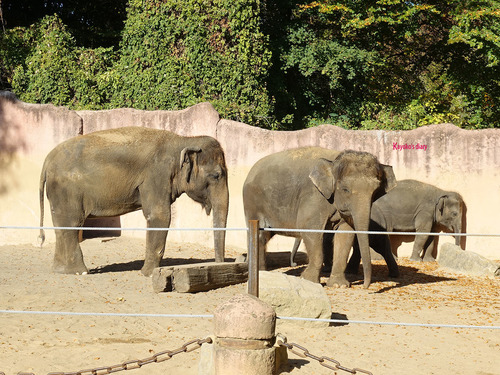 20190114 h zoo 9.jpg