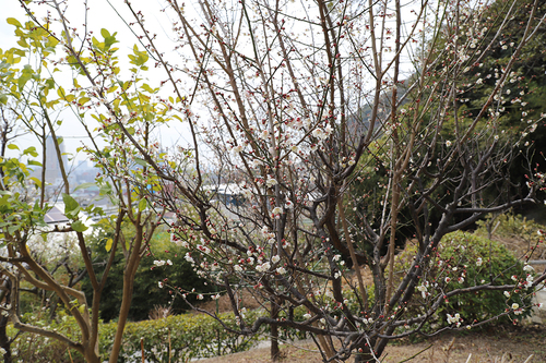 20190222 kitanotenmanguu12.jpg