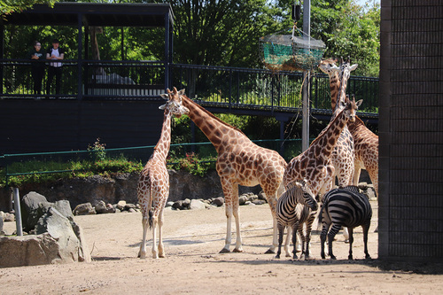 20190626 zoo 1-10.jpg