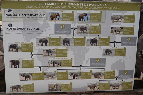 20190701 elephant 01.jpg