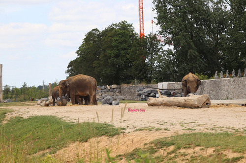 20190701 elephant 08.jpg