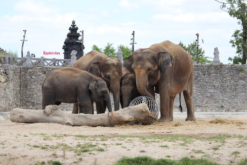 20190701 elephant 09.jpg
