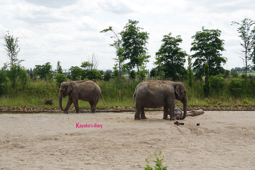 20190701 elephant 10.jpg