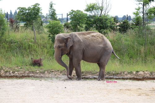 20190701 elephant 11.jpg