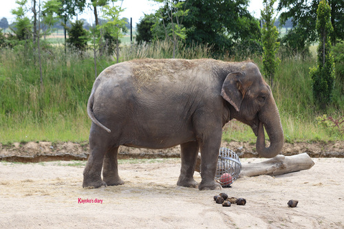 20190701 elephant 12.jpg