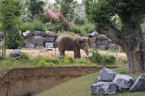 20190701 elephant 13.jpg