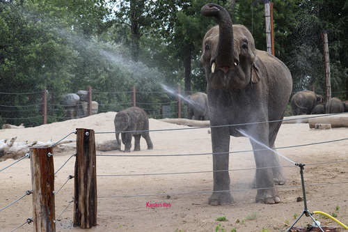 20190701 elephant 14.jpg