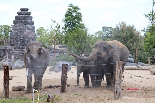 20190701 elephant 17.jpg