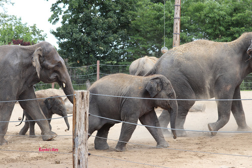 20190701 elephant 18.jpg