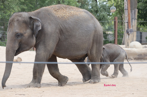 20190701 elephant 19.jpg