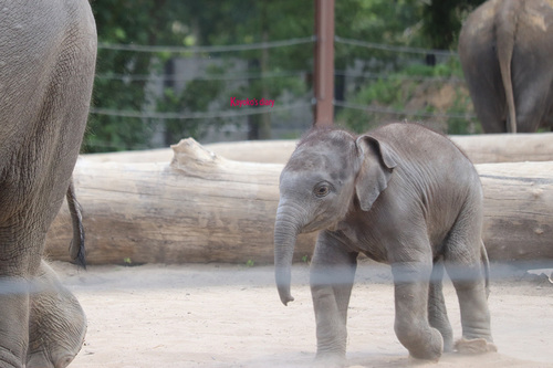 20190701 elephant 20.jpg