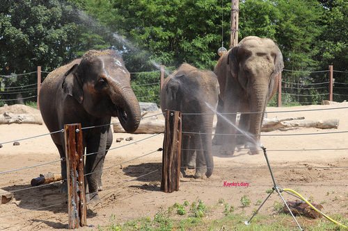 20190701 elephant 21.jpg