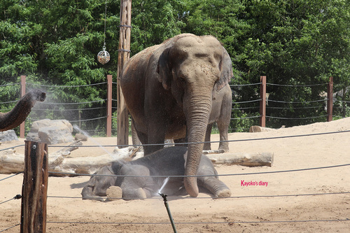 20190701 elephant 24.jpg